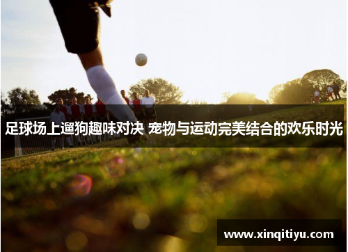 足球场上遛狗趣味对决 宠物与运动完美结合的欢乐时光